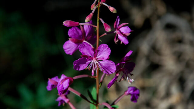 Chamerion angustifolium Fireweed, Chamerion angustifolium
