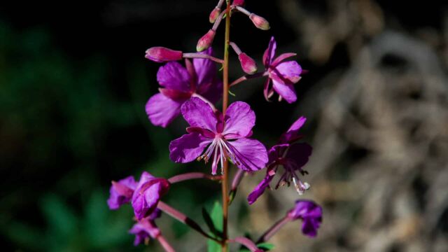 Chamerion angustifolium Fireweed, Chamerion angustifolium