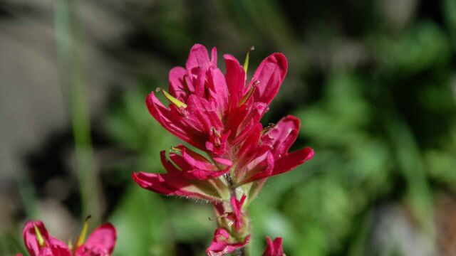Castilleja sp Indian Paintbrush, Castilleja sp