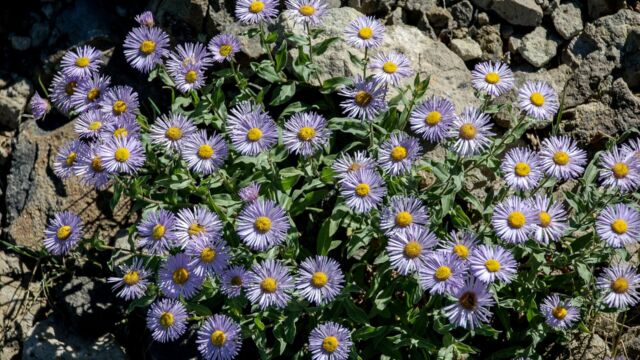 Erigeron speciosus Showy Fleabane, Erigeron speciosus