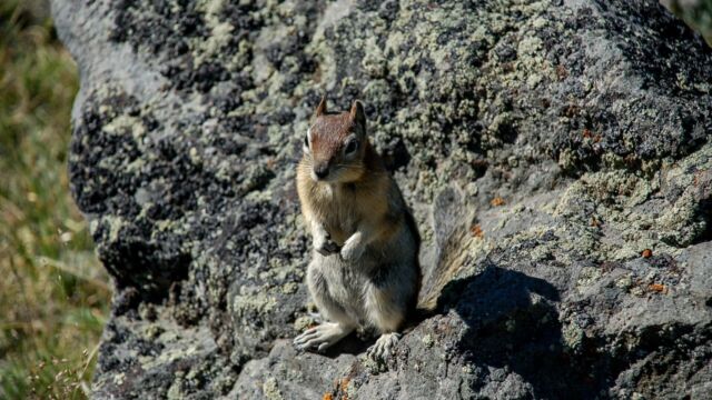 Golden Manteld Ground Squirrel Golden Manteld Ground Squirrel