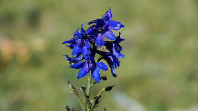 Delphinium occidentale Duncecap Larkspur, Delphinium occidentale