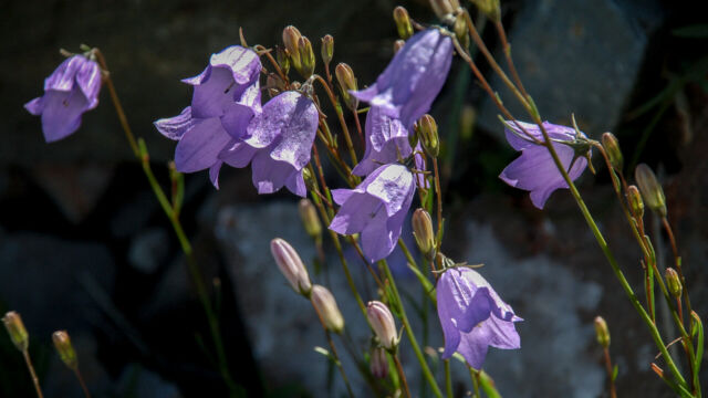 Campanula rotundifolia Harebells, Campanula rotundifolia
