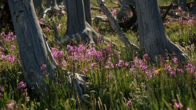 Fireweed under burned trees