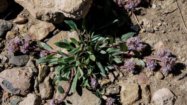 Cistanthe umbellata Pussypaws, Cistanthe umbellata