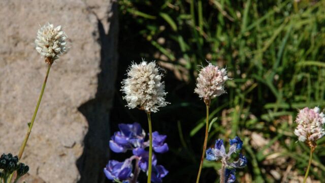 Polygonum bistortoides Western Bistort, Polygonum bistortoides