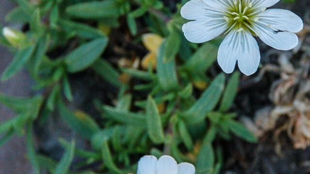 Cerastium arvense Field Chickweed, Cerastium arvense