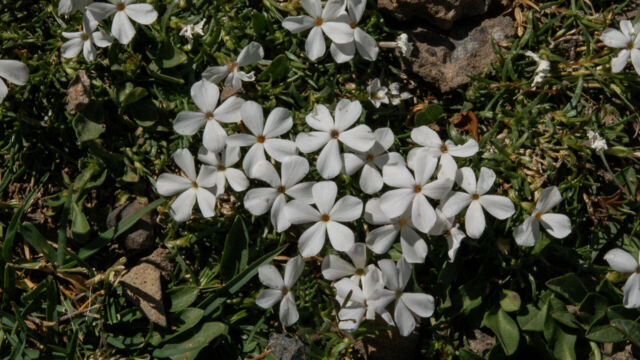Phlox multiflora Manyflowered Phlox, Phlox multiflora