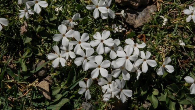 Phlox multiflora Manyflowered Phlox, Phlox multiflora