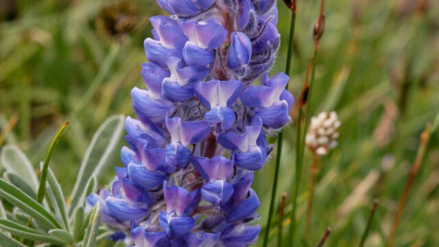 Lupinus argentus Silvery Lupine, Lupinus argentus