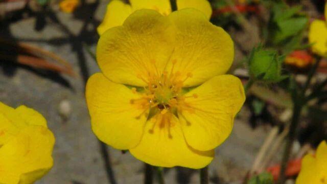 Cinquefoil