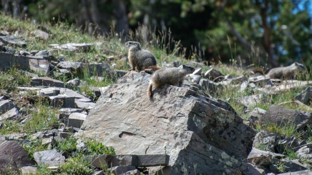 Marmot