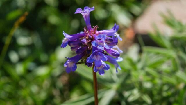 Penstemon attenuatus Taper-leaf Penstemon, Penstemon attenuatus