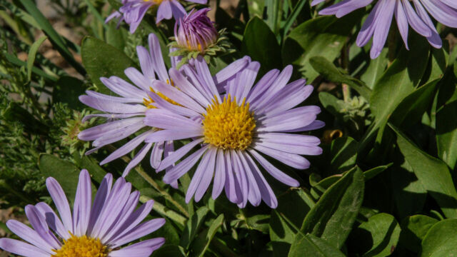 Oreostemma alpigenum Tundra Aster, Oreostemma alpigenum