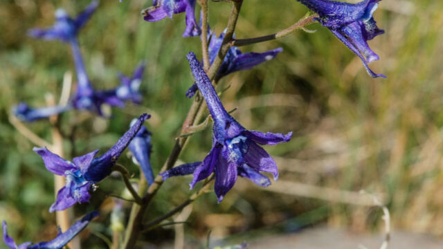 Delphinium occidentale Duncecap Larkspur, Delphinium occidentale