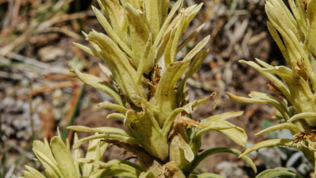 Castilleja pallescens var. pallescens Pale Indian Paintbrush, Castilleja pallescens var. pallescens