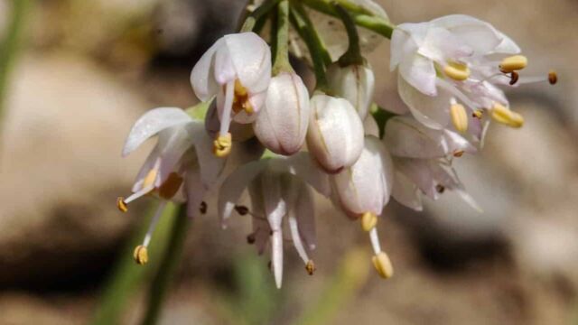 Allium cernuum Nodding Onion, Allium cernuum