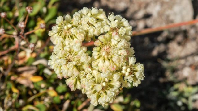 Eriogonum ovalifolium Cushion Buckwheat, Eriogonum ovalifolium