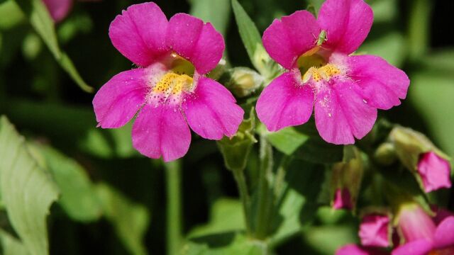 Mimulus lewisii Lewis's Monkeyflower, Mimulus lewisii