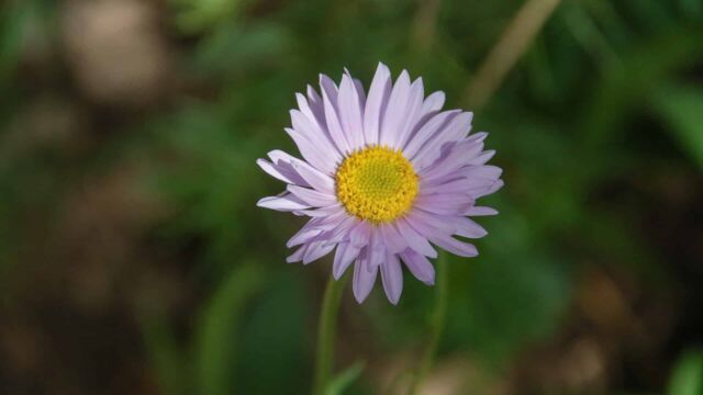 Oreostemma alpigenum Tundra Aster, Oreostemma alpigenum