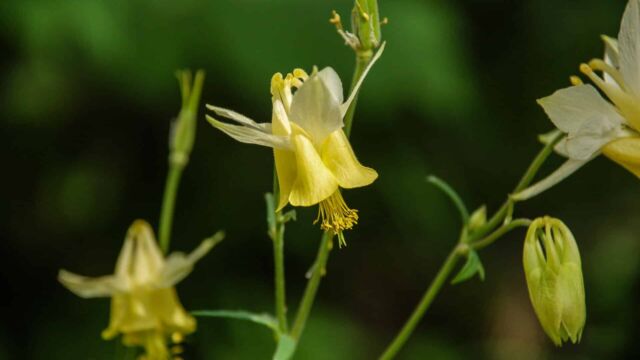 Aquilegia flavescens Yellow Columbine, Aquilegia flavescens