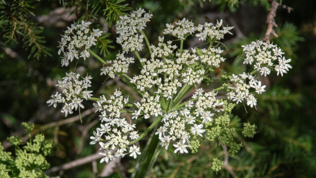 Perideridia montana Common Yampah, Perideridia montana