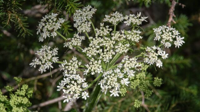 Perideridia montana Common Yampah, Perideridia montana