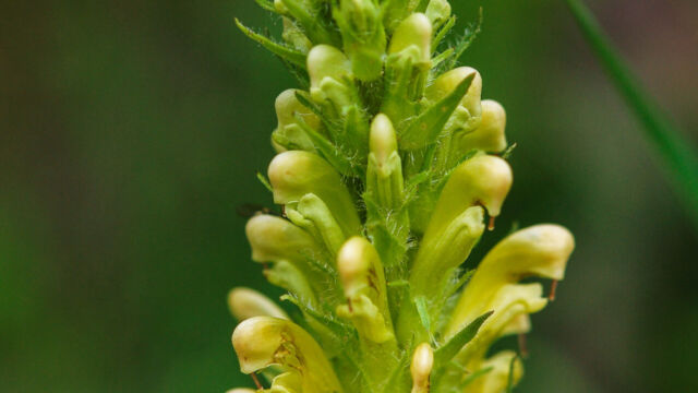 Pedicularis bracteosa Bracted Lousewort, Pedicularis bracteosa
