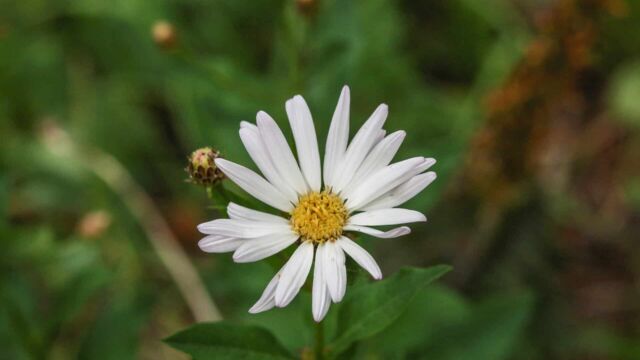 Eucephalus engelmannii Engelmann's Aster, Eucephalus engelmannii