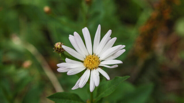 Eucephalus engelmannii Engelmann's Aster, Eucephalus engelmannii