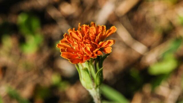 Agoseris aurantiaca Orange Mountain Dandelion, Agoseris aurantiaca