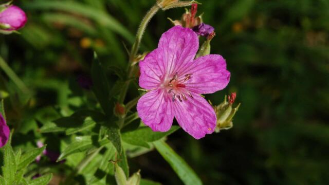 Geranium viscosissimum Sticky Purple Geranium, Geranium viscosissimum