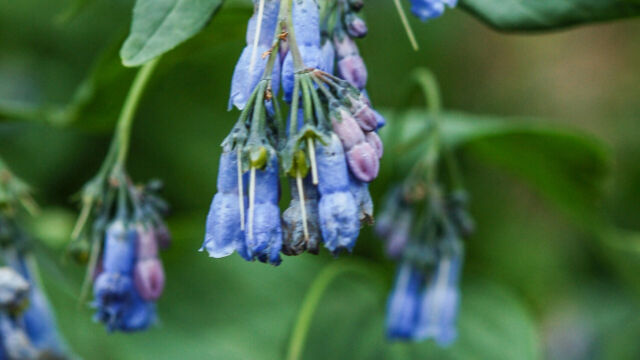 Mertensia ciliata Mountain Bluebell. Mertensia ciliata
