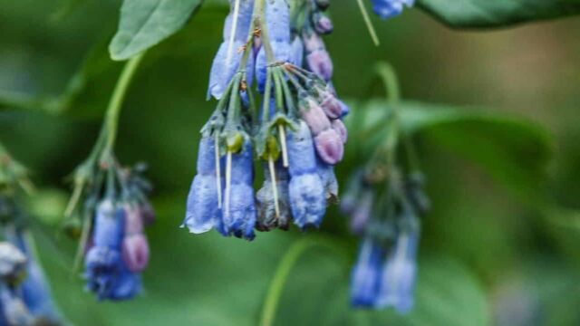 Mertensia ciliata Mountain Bluebell. Mertensia ciliata