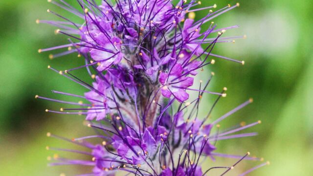 Phacelia sericea Silky Phacelia, aka Sky Pilot, Phacelia sericea