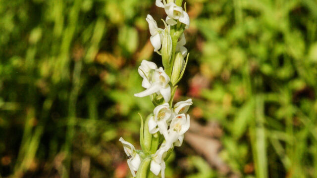 Platanthera dilata White Bog Orchid, Platanthera dilata