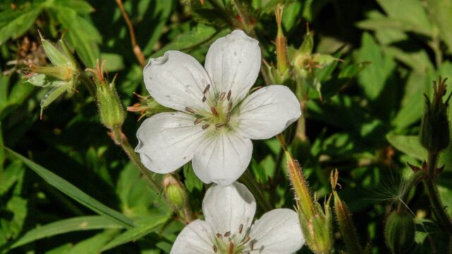 Geranium richardsonii Richardsons Geranium, Geranium richardsonii