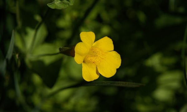 Mimulus guttatus Common Yellow Monkeyflower, Mimulus guttatus
