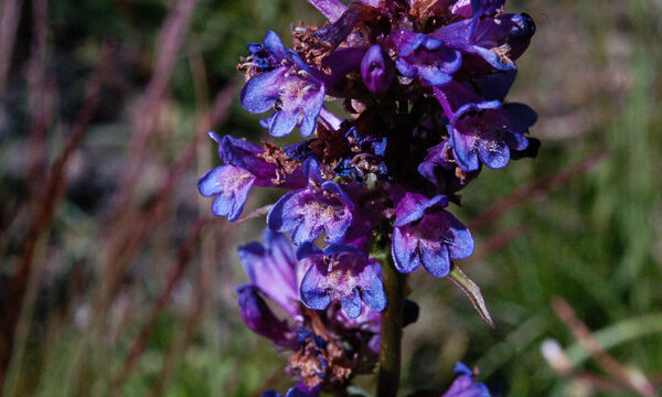 Penstemon rydbergii Meadow Penstemon, Penstemon rydbergii