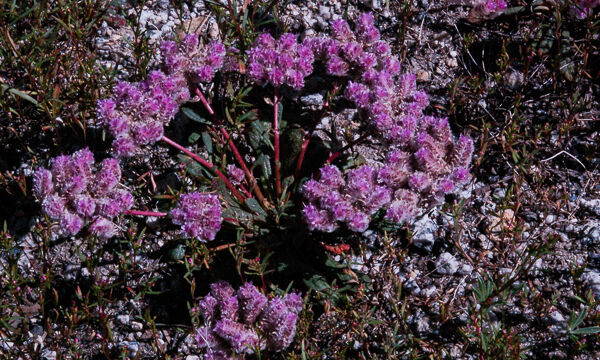Calyptridium umbellatum Pussy paws, Calyptridium umbellatum