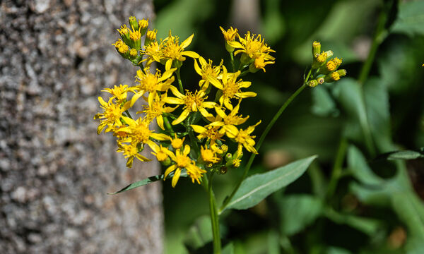 Senecio Integerrimus Single-stemmed Groundsel, Senecio Integerrimus