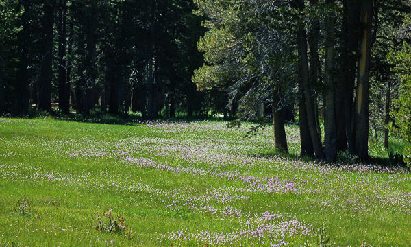 Meadow at White Wolf