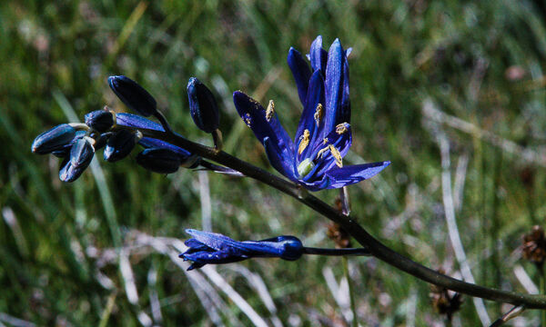 Camassia quamash Common Camas , Camassia quamash