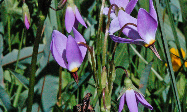 Primula alpinum Alpine Shooting Star, Primula alpinum