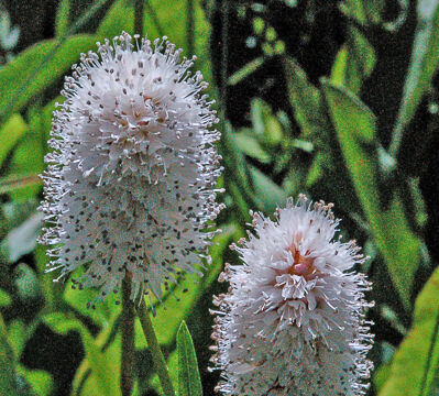 Polygonum bistortoides Western Bistort, Polygonum bistortoides