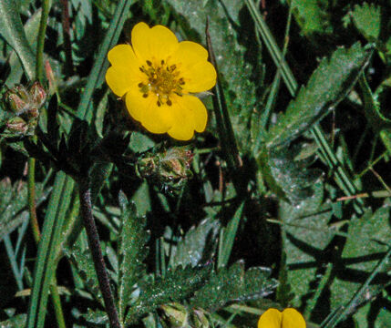Potentilla sp.