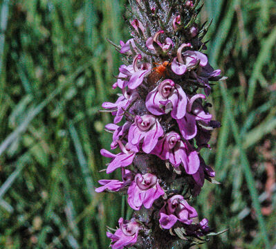 Pedicularis attollens Little Elephant Heads, Pedicularis attollens