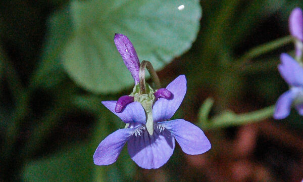 Viola adunca Western Dog Violet, Viola adunca