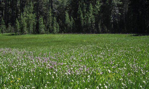 White Wolf meadow, Bistort and Shooting Stars