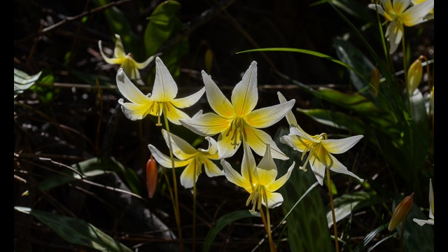 Erythronium multiscapideum Sierra Fawn Lily, Erythronium multiscapideum
